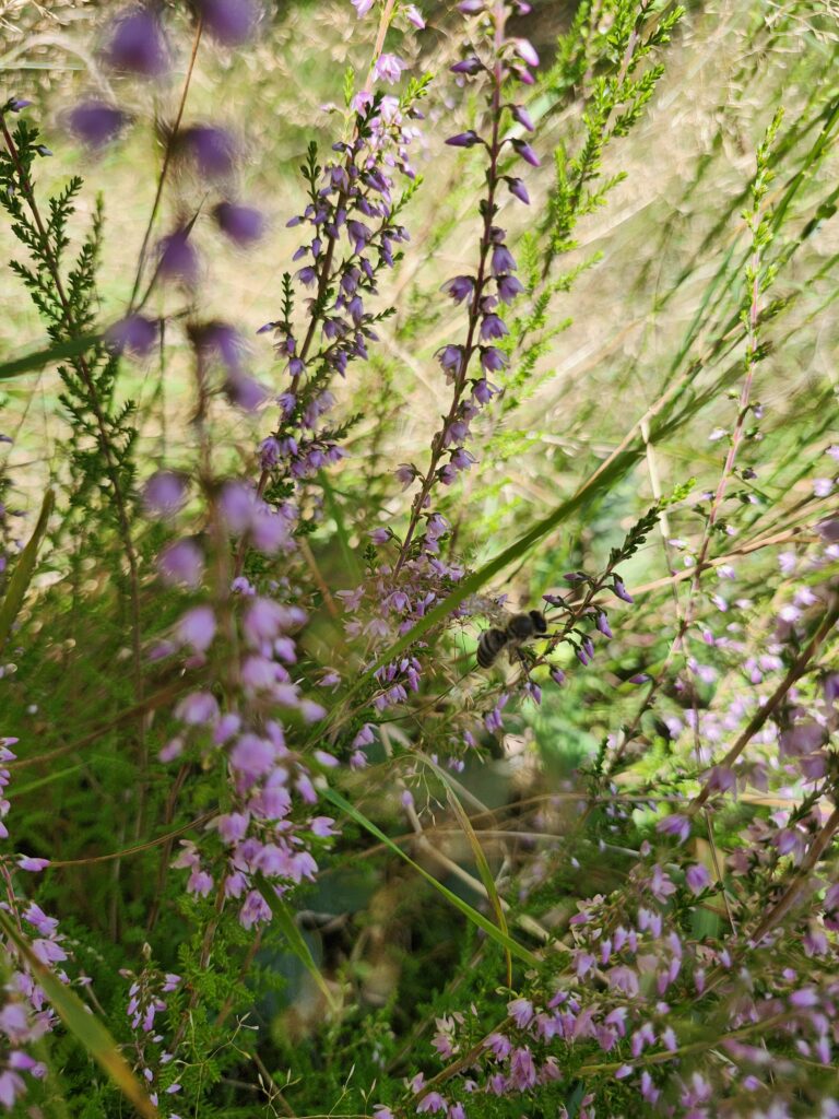 Bruyère